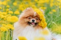 A beautiful fluffy dog Ã¢â¬â¹Ã¢â¬â¹sits among flowers with a wreath on his head and smiles.